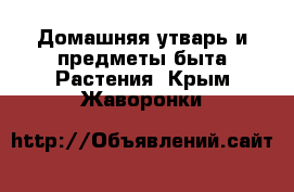 Домашняя утварь и предметы быта Растения. Крым,Жаворонки